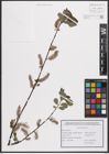 Foto von Salix cinerea L.